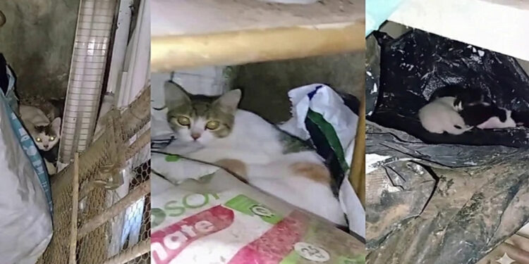 Três gatas dão à luz 10 filhotes em menos de 48 horas na casa de moradora