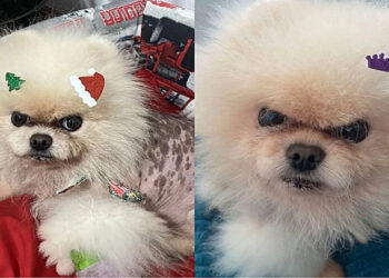 Cão “ranzinza” viraliza por expressões únicas e fofura inesperada