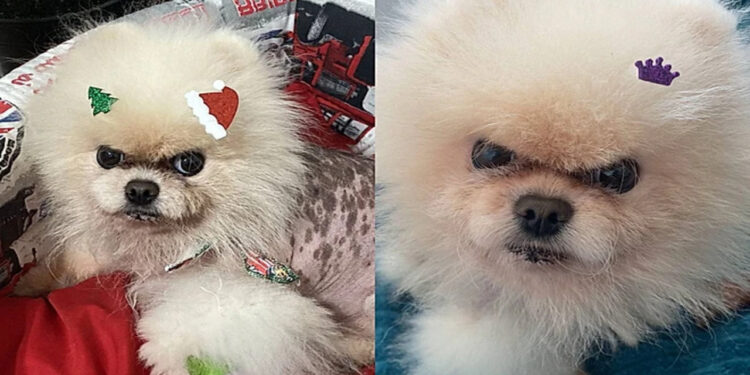 Cão “ranzinza” viraliza por expressões únicas e fofura inesperada