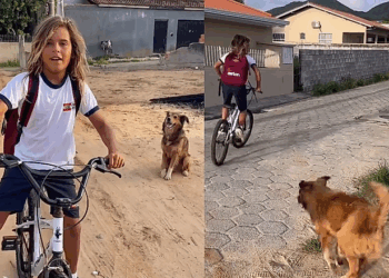 Menino em Florianópolis cuida de cão de rua que o segue mancando até a escola