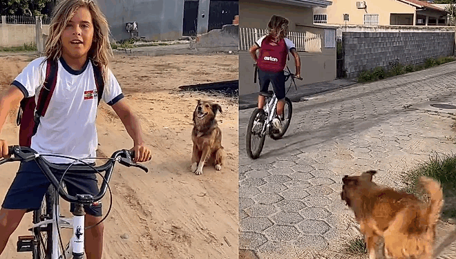 Menino em Florianópolis cuida de cão de rua que o segue mancando até a escola
