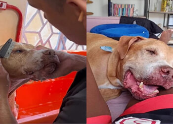 Após uma década sozinho, Pitbull finalmente sente o amor de uma família