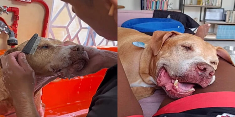 Após uma década sozinho, Pitbull finalmente sente o amor de uma família