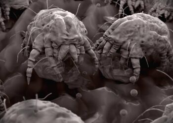 Aprenda a identificar focos de ácaros e aplicar medidas práticas para diminuir alergias respiratórias