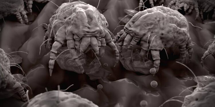 Aprenda a identificar focos de ácaros e aplicar medidas práticas para diminuir alergias respiratórias