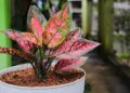aglaonema