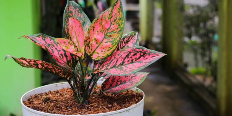 aglaonema