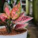 aglaonema