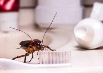 Ralos limpos, casa segura: como fazer a prevenção simples contra a infestação de baratas