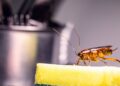 Como afastar baratas da cozinha com uma solução natural usada uma vez por semana