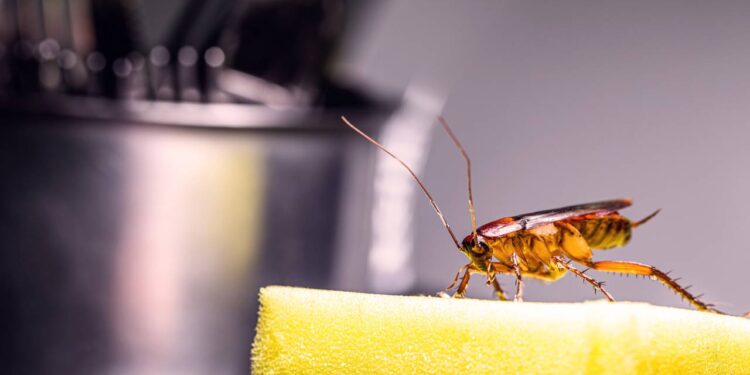 Como afastar baratas da cozinha com uma solução natural usada uma vez por semana