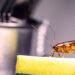 Como afastar baratas da cozinha com uma solução natural usada uma vez por semana