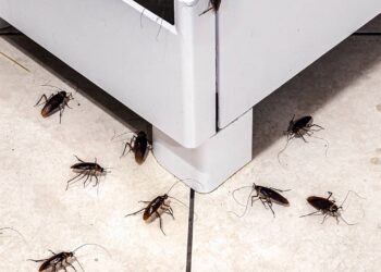 Como afastar baratas da sua cozinha com uma solução natural usada uma vez por semana