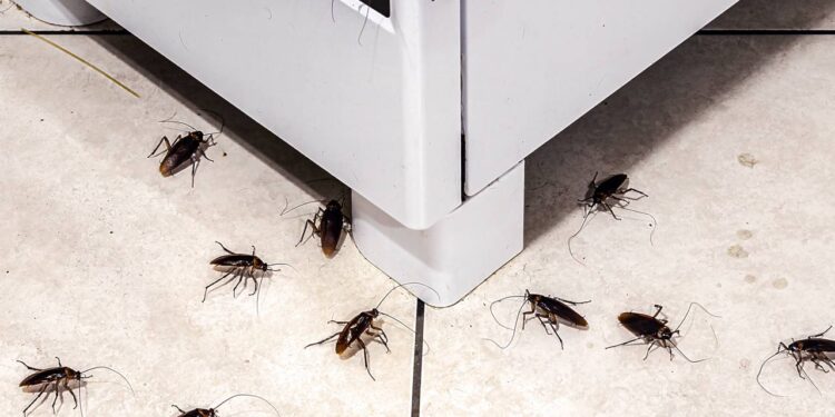 Como afastar baratas da sua cozinha com uma solução natural usada uma vez por semana