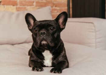 Morador usa descrição inusitada para encontrar tutor de cão perdido e viraliza