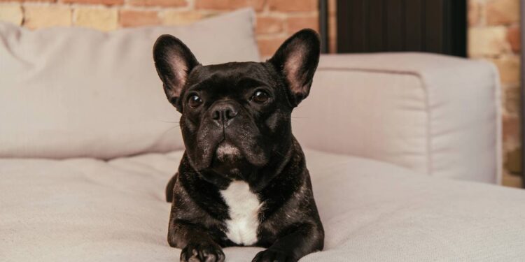 Morador usa descrição inusitada para encontrar tutor de cão perdido e viraliza