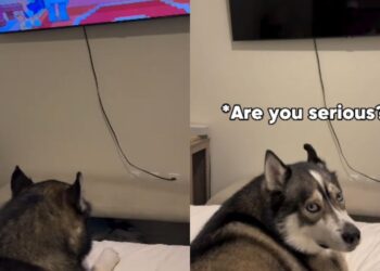 Cachorro viraliza ao protestar quando tutor desliga desenho e reação dramática ao perder o desenho favorito soma milhões de visualizações nas redes sociais