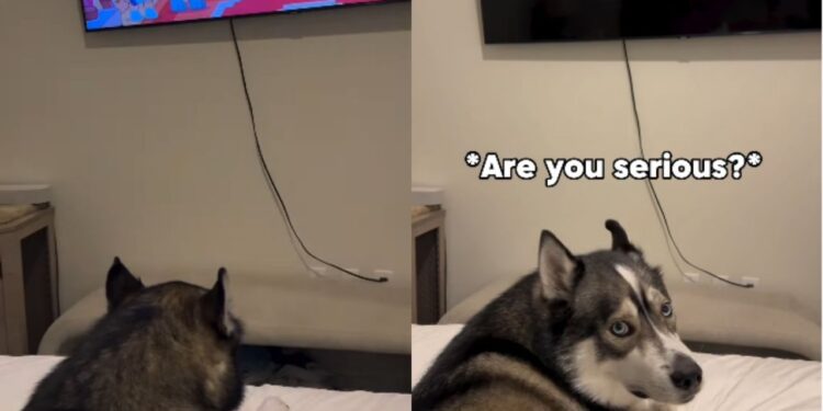 Cachorro viraliza ao protestar quando tutor desliga desenho e reação dramática ao perder o desenho favorito soma milhões de visualizações nas redes sociais