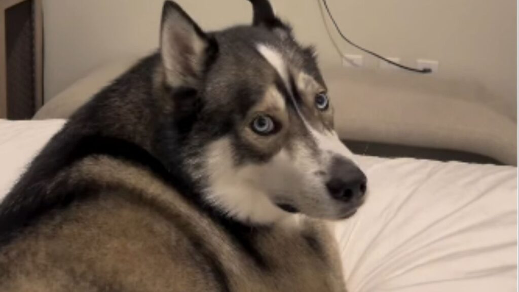 Cachorro viraliza ao protestar quando tutor desliga desenho e reação dramática ao perder o desenho favorito soma milhões de visualizações nas redes sociais