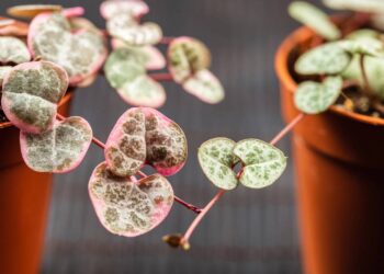 coração emaranhado