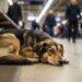 Cão abandonado na estação gera comoção na internet e acende alerta na população sobre o abandono de animais