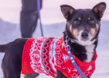 Cão de 7 kg, vítima de pessoas insensíveis, procura um lar onde possa receber amor, cuidado e proteção