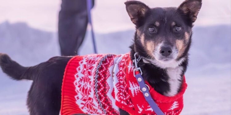 Cão de 7 kg, vítima de pessoas insensíveis, procura um lar onde possa receber amor, cuidado e proteção