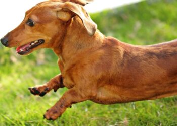 Família acha que adotou uma salsichinha e cachorro cresce totalmente diferente