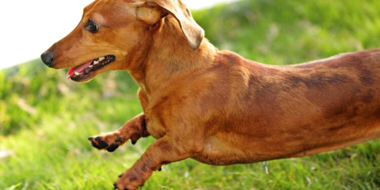 Família acha que adotou uma salsichinha e cachorro cresce totalmente diferente