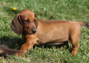 Adotada como salsichinha, cachorrinha surpreende ao crescer fora do padrão