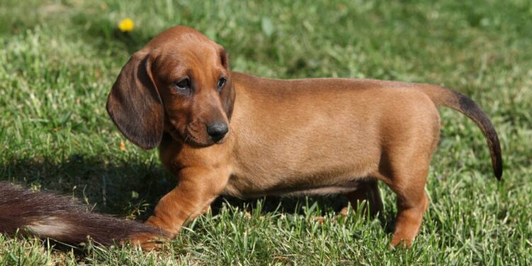 Adotada como salsichinha, cachorrinha surpreende ao crescer fora do padrão