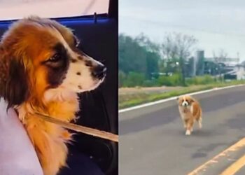 Cadela percorre mais de 60 km em rodovia e é resgatada por voluntários com muito cuidado