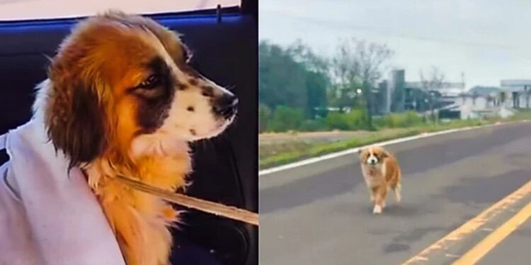 Cadela percorre mais de 60 km em rodovia e é resgatada por voluntários com muito cuidado