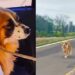Cadela percorre mais de 60 km em rodovia e é resgatada por voluntários com muito cuidado