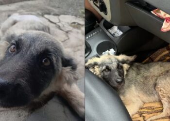 Mulher resgata cachorro ferido após acidente e viraliza com gesto de amor
