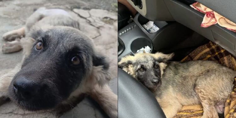 Mulher resgata cachorro ferido após acidente e viraliza com gesto de amor