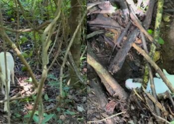 Após insistência da cachorra, casal anda 1 km pela mata e descobre o que estava escondido