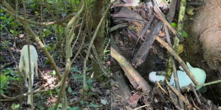 Após insistência da cachorra, casal anda 1 km pela mata e descobre o que estava escondido