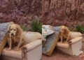 Casal sai para tomar sorvete e encontra cão acorrentado em sofá abandonado no Rio Grande do Sul