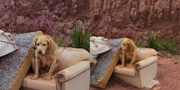 Casal sai para tomar sorvete e encontra cão acorrentado em sofá abandonado no Rio Grande do Sul