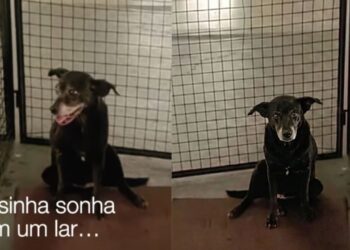 cachorrinha idosa a procura de lar