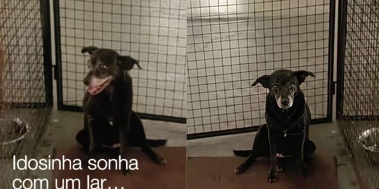 cachorrinha idosa a procura de lar
