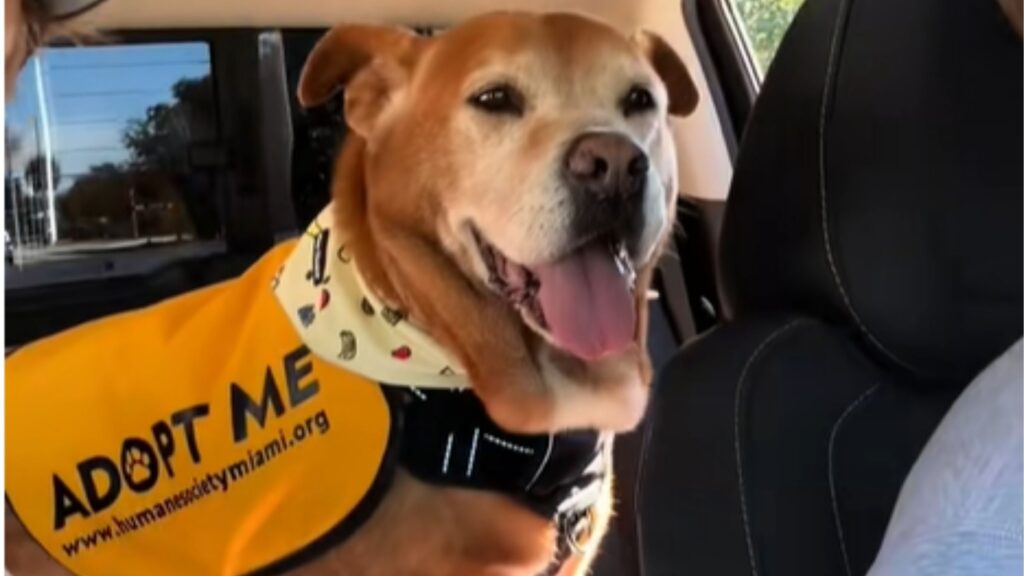 Veja o momento em que um cão de abrigo percebe que finalmente vai para casa após 1.739 dias