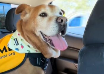 Veja o momento em que um cão de abrigo percebe que finalmente vai para casa após 1.739 dias