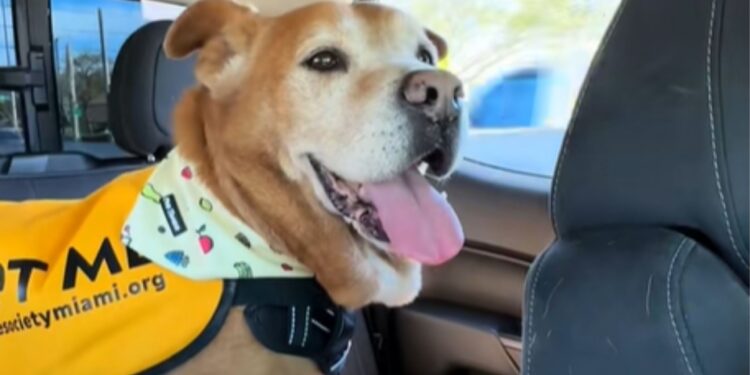 Veja o momento em que um cão de abrigo percebe que finalmente vai para casa após 1.739 dias