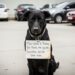Uma cadela abandonada em um estacionamento com um bilhete preso à coleira é acolhida por um abrigo que também tem uma mensagem para sua dona