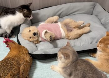 Preocupada com um cachorrinho doente, a galinha foi chamar os gatos e todos se reuniram ao redor para cuidar dele