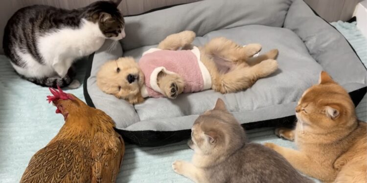 Preocupada com um cachorrinho doente, a galinha foi chamar os gatos e todos se reuniram ao redor para cuidar dele