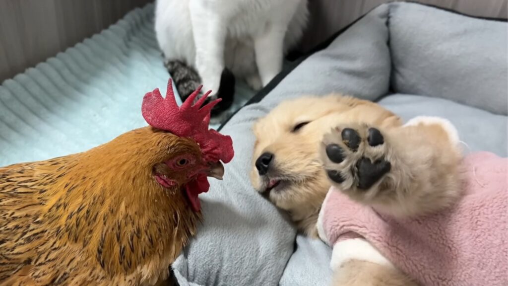 Preocupada com um cachorrinho doente, a galinha foi chamar os gatos e todos se reuniram ao redor para cuidar dele