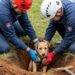 Cão preso debaixo da terra por quatro dias é resgatado com vida e tem um final feliz